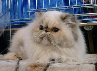 Crystal Dami Wild Caths - persian himalayan tortie-lynx point girl / PER f 21 33