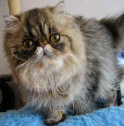 BACCARA BOHEMIA cattery exotics and persians, persian black tabby CPC female 