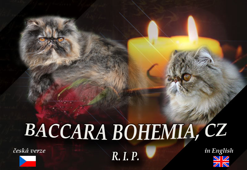 BACCARA BOHEMIA - persian and exotic cats, also himalayans cats (colourpoint)