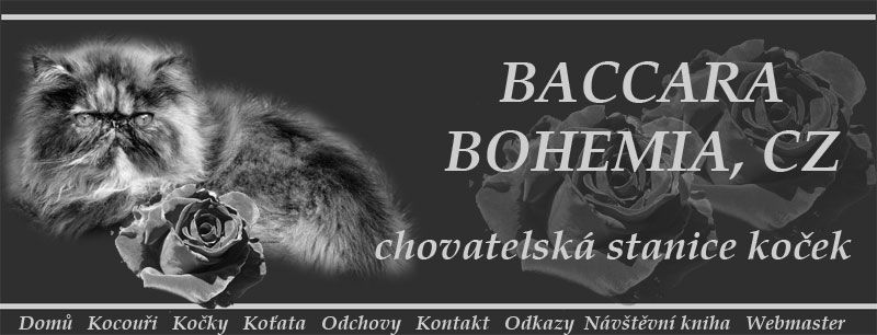 Baccara Bohemia - perské a exotické kočky / persian and exotic cats