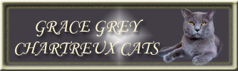GRACE GREY kartouzské kočky, chartreux cats