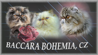 BACCARA BOHEMIA perské a exotické kočky, také perské kočky s odznaky (colourpointi)