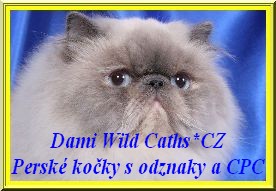 Dami Wild Caths perské kočky s odznaky, colourpoints, himalayans