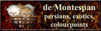 de Montespan persian and exotic colourpoints, himalayan cats (also without exotic lines)