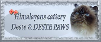 Deste cattery - himalayans, CPC  persians, colourpoints