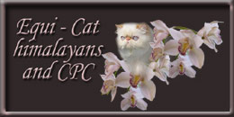 EQUI-CAT*SK himalayan cats, colourpoint