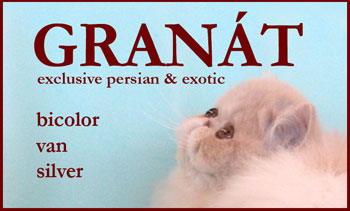 GRANÁT - persian and exotic cattery, perské a exotické kočky