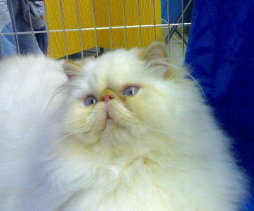 IC Benitto Dami Wild Caths, CZ - perská kočka s červenými odznaky - kocour 1,5 roku