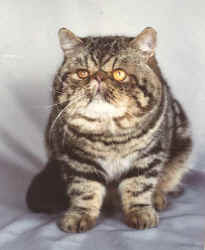 BACCARA BOHEMIA cattery, persian and exotic cats, brown Tabby exotic male