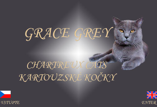 GRACE GREY chartreux cats, kartouzské kočky