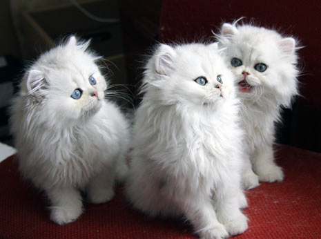 Silver and chinchila persian cats and kittens for sale
