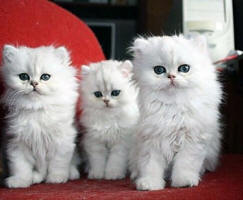 Persian silver kittens for sale - past kittens, sold