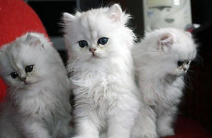 Perské černé stříbřitě stínované kotě - prodáno