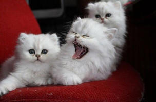 Persian silver kittens for sale - past kittens, sold