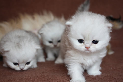 Persian silver kittens for sale