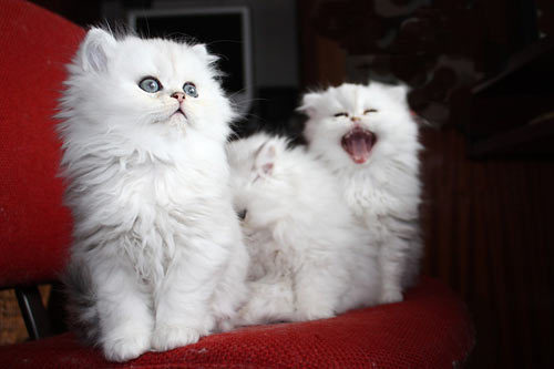 Perská stříbřitá koťata na prodej