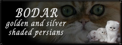 BODAR perské stříbřité a zlaté stínované kočky (činčila)