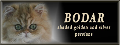 BODAR shaded silver nad golden persian cats and kittens