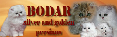 BODAR silver and golden persians