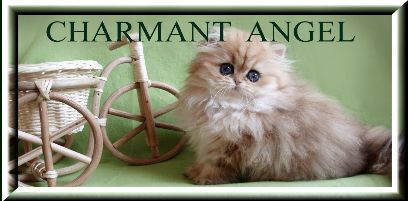 CHARMANT ANGEL silver and golden persian cats