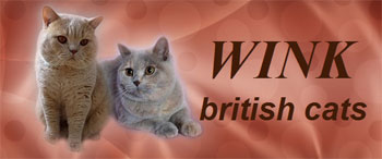 WINK - british cats