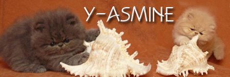 Y-ASMINE persian and exotic cats