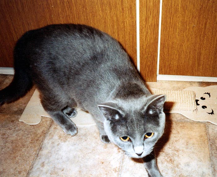 Chartreux cat - female CH Gucci Grace Grey, CZ