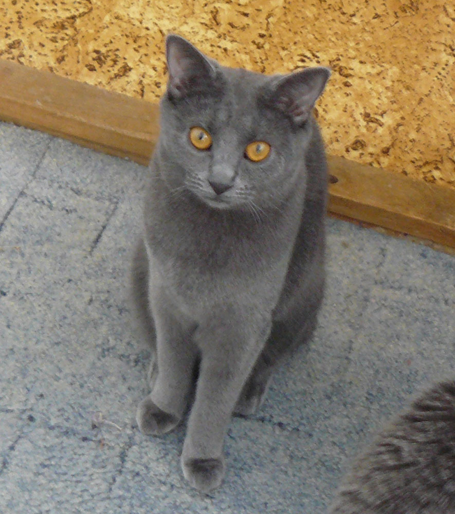 Chartreux cat - female Tanya Grey Ticián, CZ