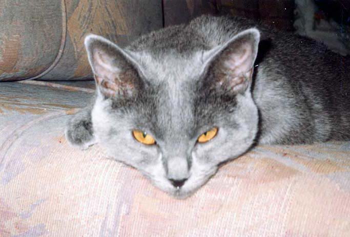 Chartreux cat - female CH Ursine de L'onde Bleue