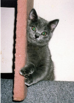 Chartreux kitten