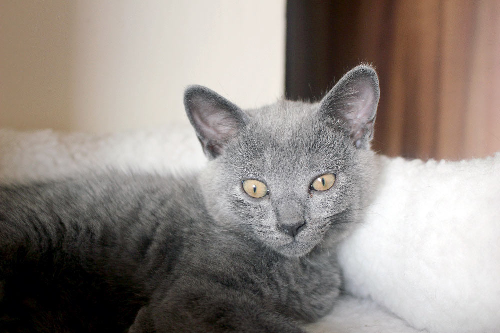 Chartreux kitten for sale-2016