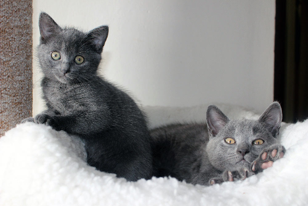 Chartreux kitten for sale-2016