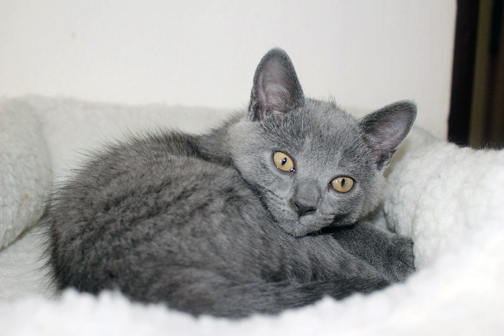 Chartreux kitten for sale-2016