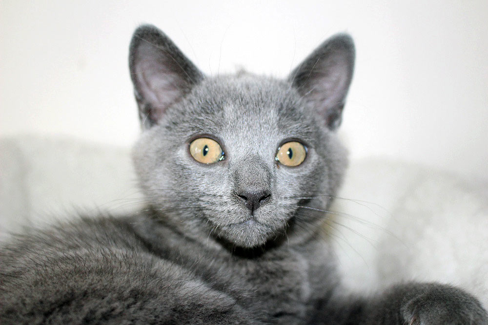 Chartreux kitten for sale-2016