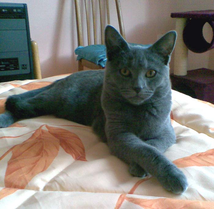 Chartreux kitten