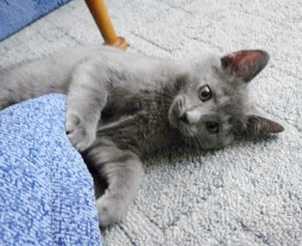 Chartreux kitten