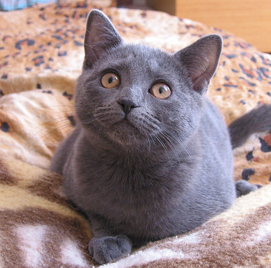 Chartreux kitten CH Gucci Grace Grey