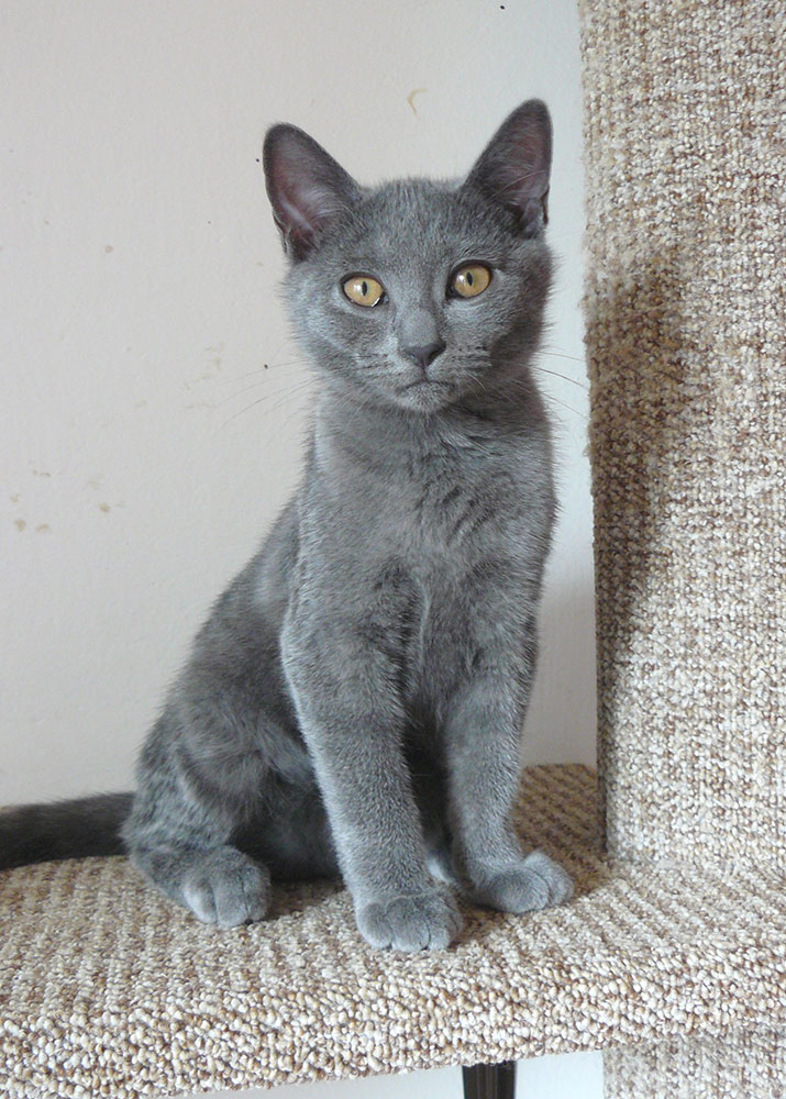 Chartreux kitten