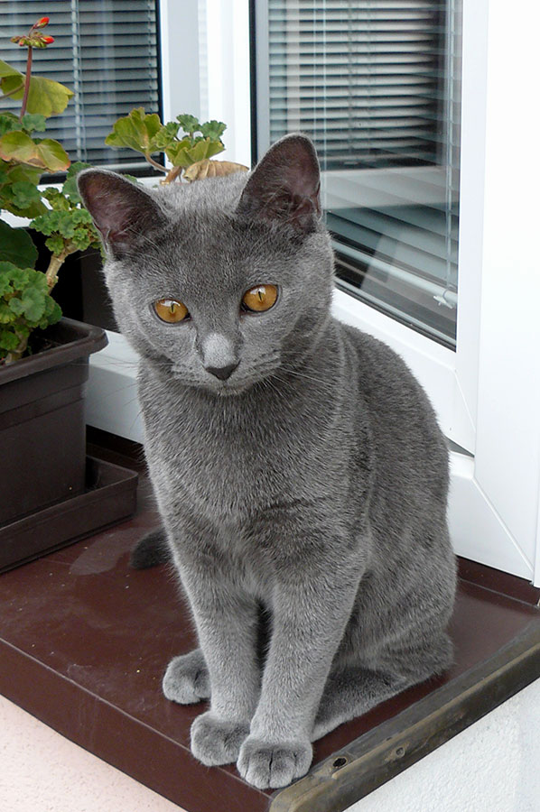 Chartreux kitten