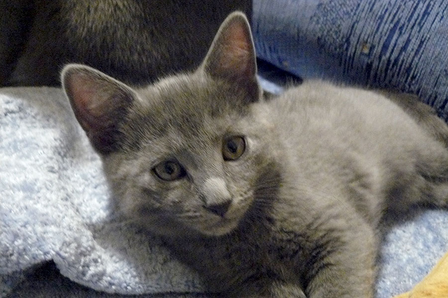 Chartreux kitten