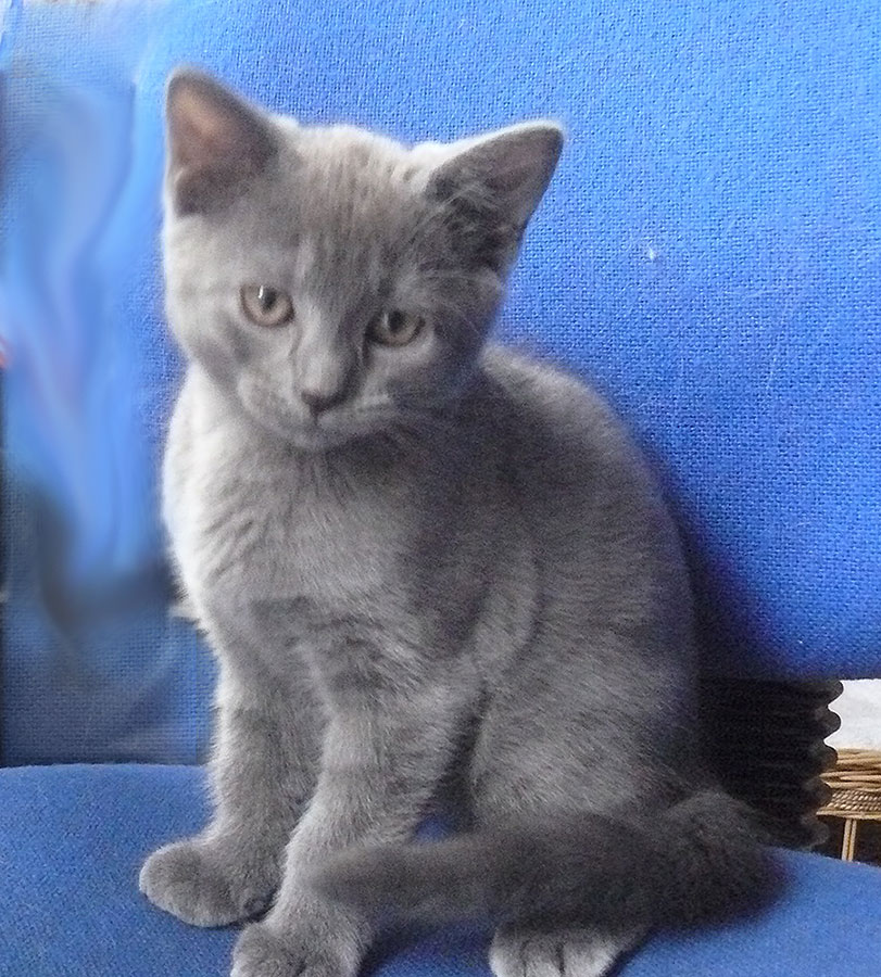 Chartreux kitten