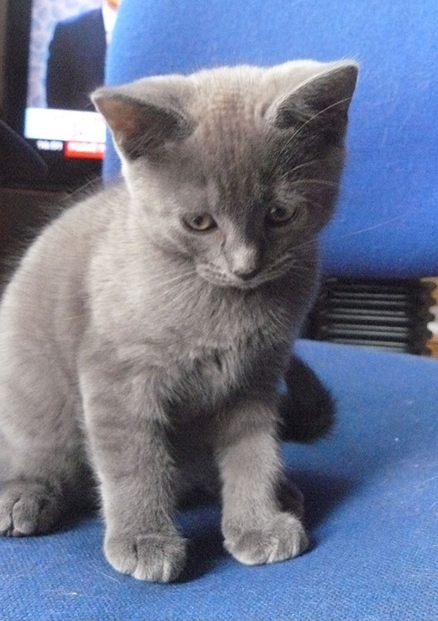 Chartreux kitten