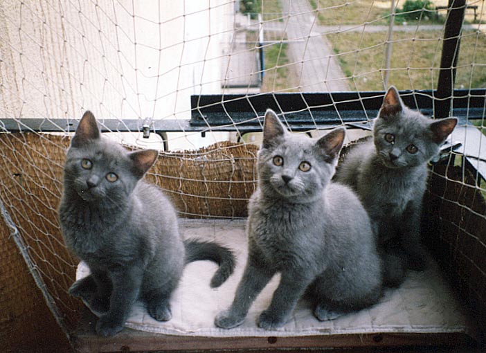 Chartreux kitten