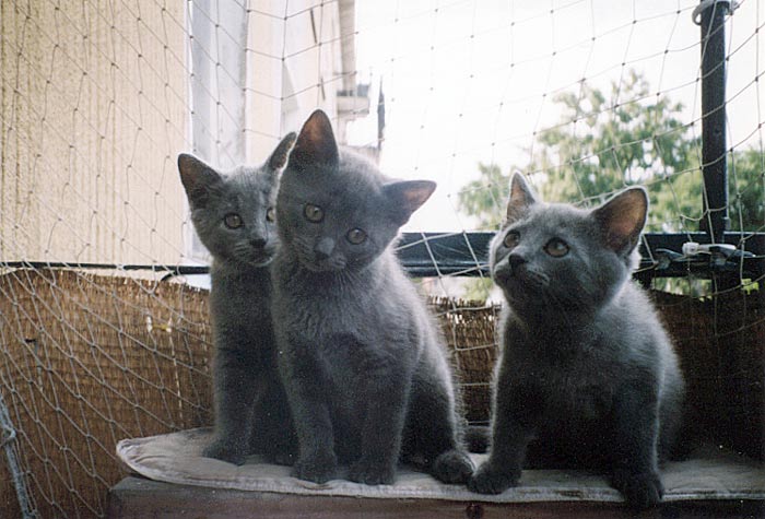 Chartreux kitten