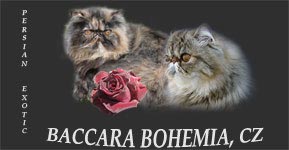 BACCARA BOHEMIA -perské a exotické kočky