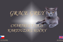 GRACE GREY kartouzské kočky / chatreux cats