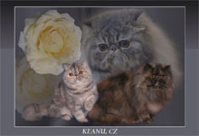KEANU, CZ - perské a exotické kočky / persian and exotic cats