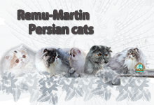 REMU-MARTIN (CFA) perské kočky / persian cats