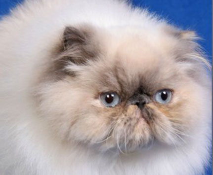  GIC Ciara Dami Wild Caths, CZ, PER g 33 / perská kočka modřeželvovinová s odznaky
