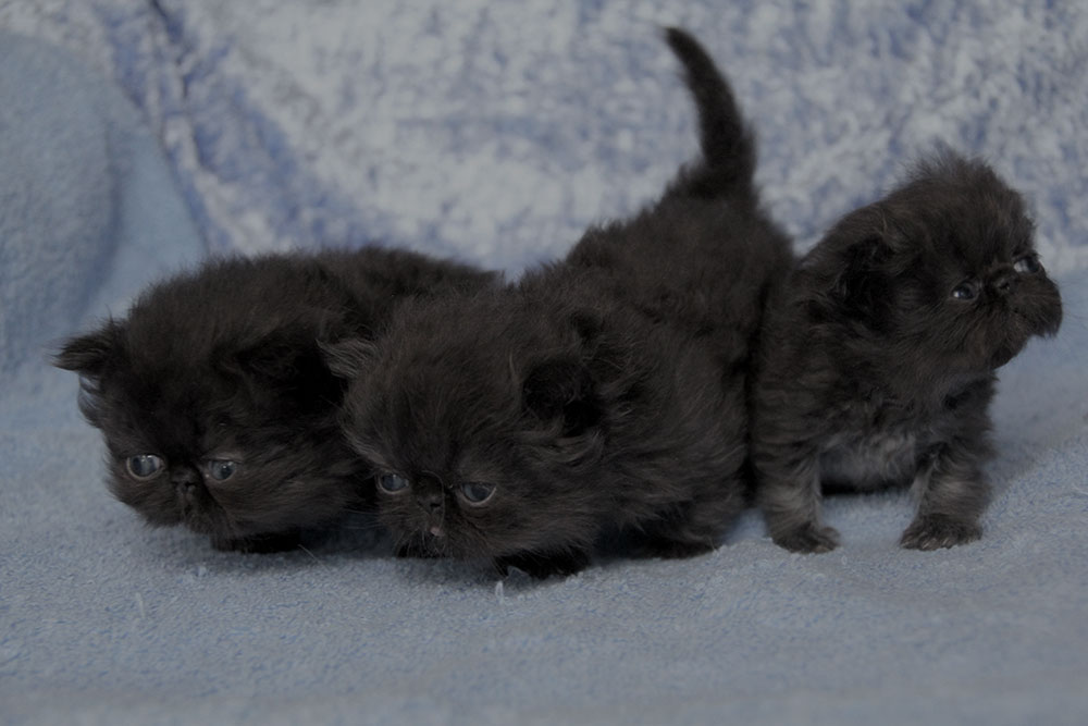 Perská koťata černá s vlohou pro odznaky / PER n CPC